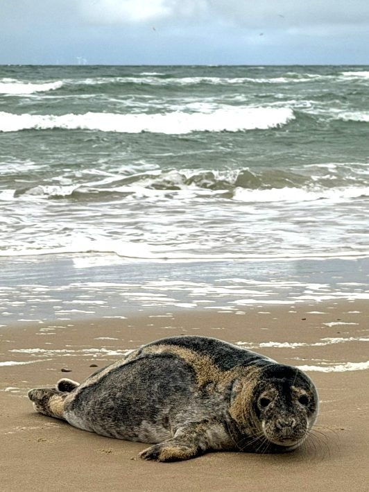 zeehond